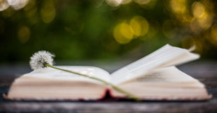 image of open book and dandelion